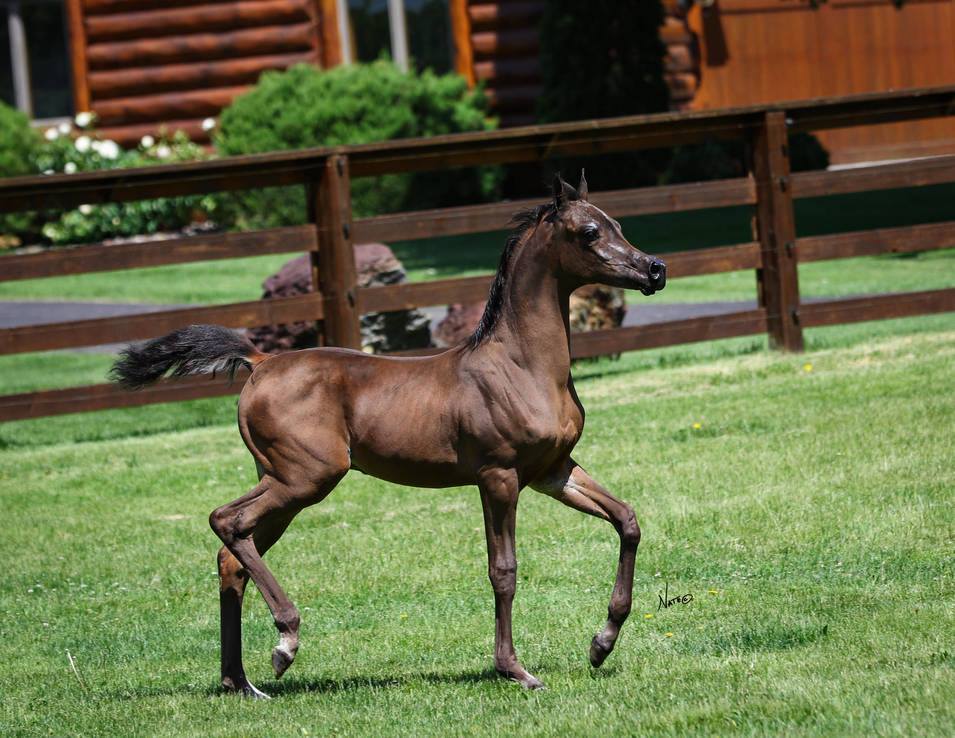 Half Arabian Colt